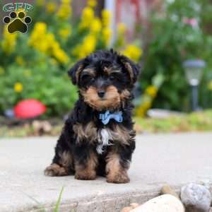 Charlie, Yorkie Poo Puppy